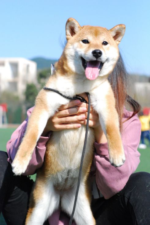 狗狗发情期征兆及正确处理方式