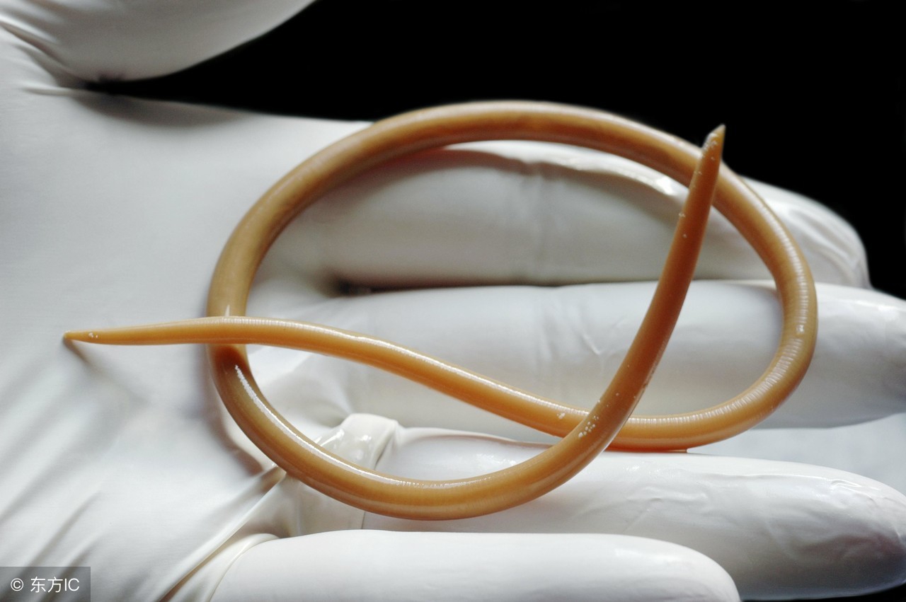 怎么能知道宝宝肚子有蛔虫,宝宝肚子里有蛔虫怎么观察