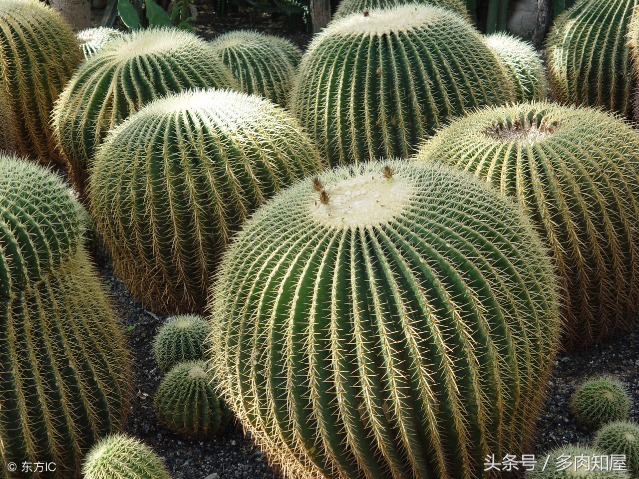 世界杯足球看点,世界杯有看点的比赛