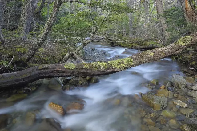 世界杯决赛潘帕斯雄鹰高卢,世界杯潘帕斯进球