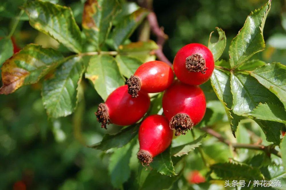 盆栽玫瑰种子的正确方法,玫瑰盆栽多久能发芽