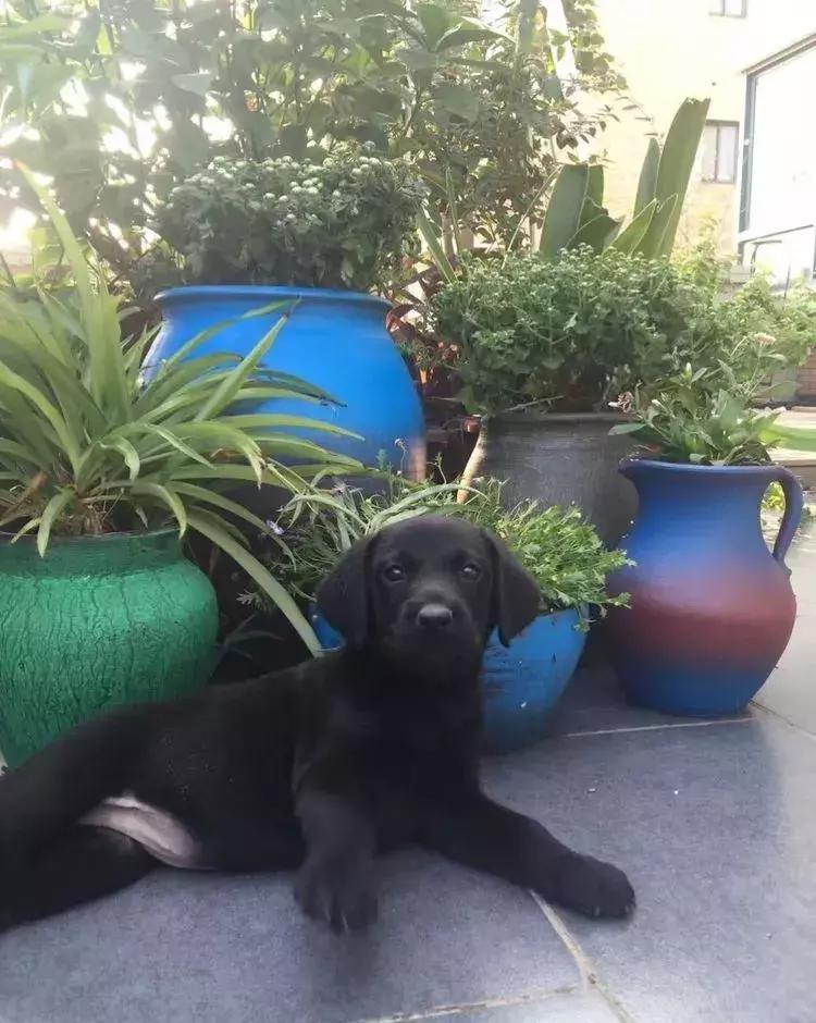 香香的花园自拍杆,香香的花围墙推荐