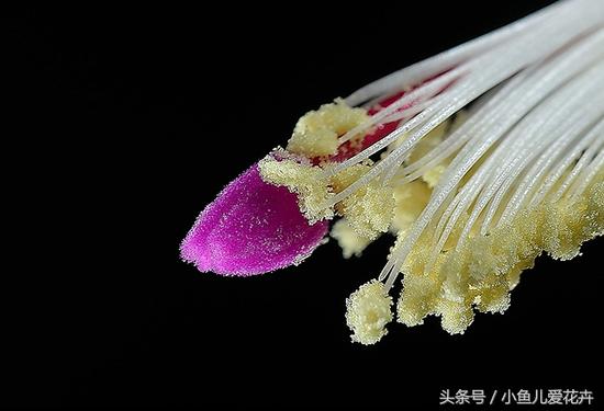 蟹爪兰的养殖方法最简单的,蟹爪兰的养殖方法和技巧