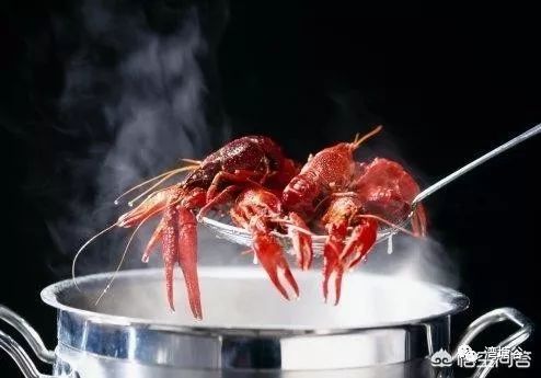 龙虾养殖需要哪些用药,养殖龙虾需要哪些要求跟技术