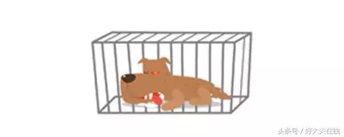 为什么狂犬病致死率是99%,狂犬病为什么不是致死率100%