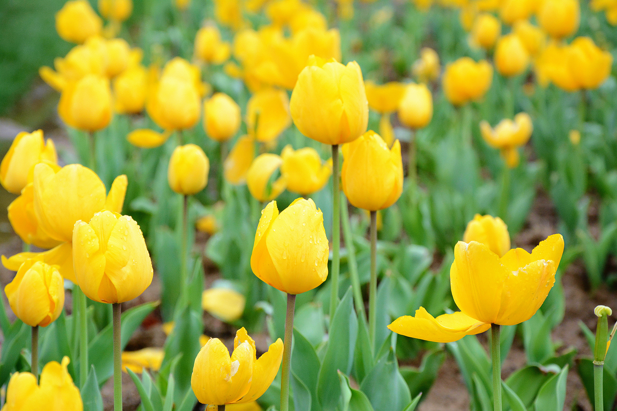 苏州的小桥流水在哪里,苏州比较不错的景点
