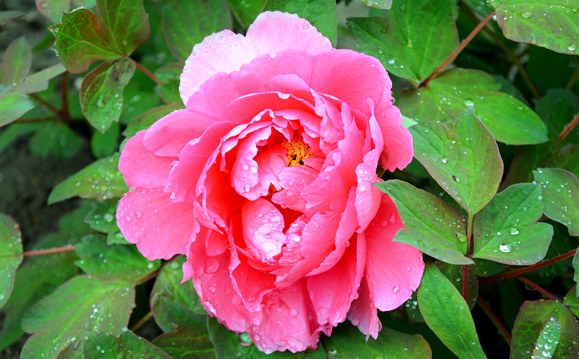 苏州哪些景点可以看小桥流水,只有老苏州人才知道的小众景点