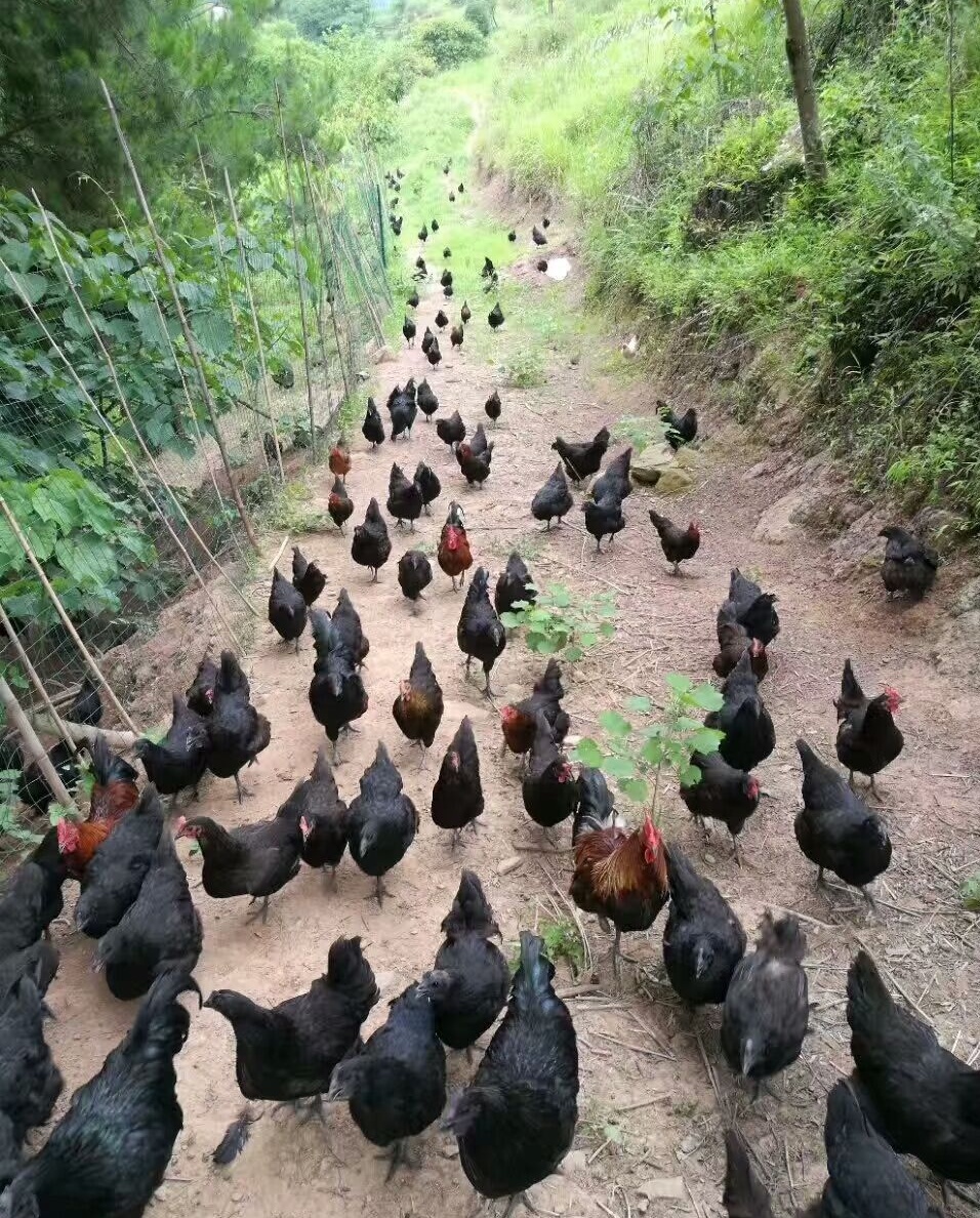 农村养鸡场创业计划书,农村养土鸡创业项目计划书