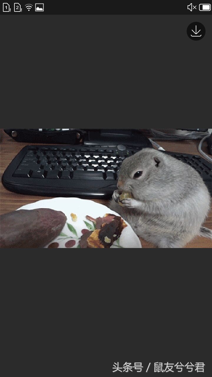 仓鼠如何和仓鼠亲密,怎么和仓鼠训练让仓鼠变得更亲密