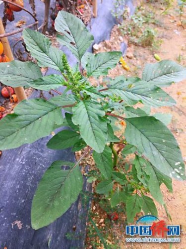 江门人喜欢用来做汤的野菜,广东人煲什么野菜好吃