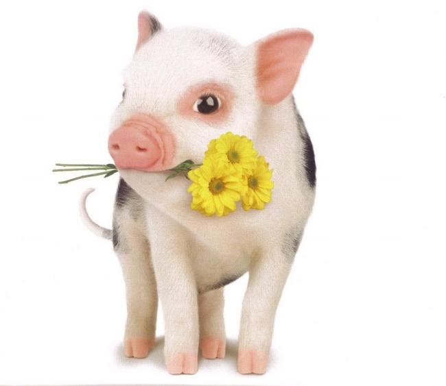 大金猪今日运势查询,大金猪运势如何