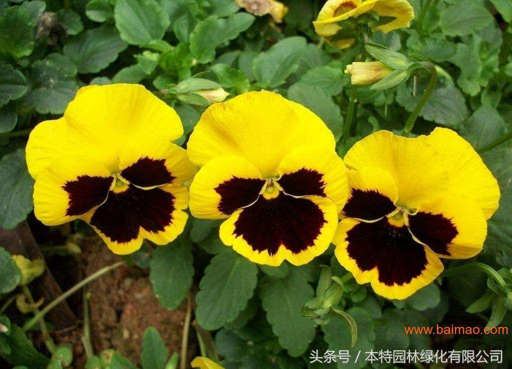 花海道路景观,花海长廊有哪些花