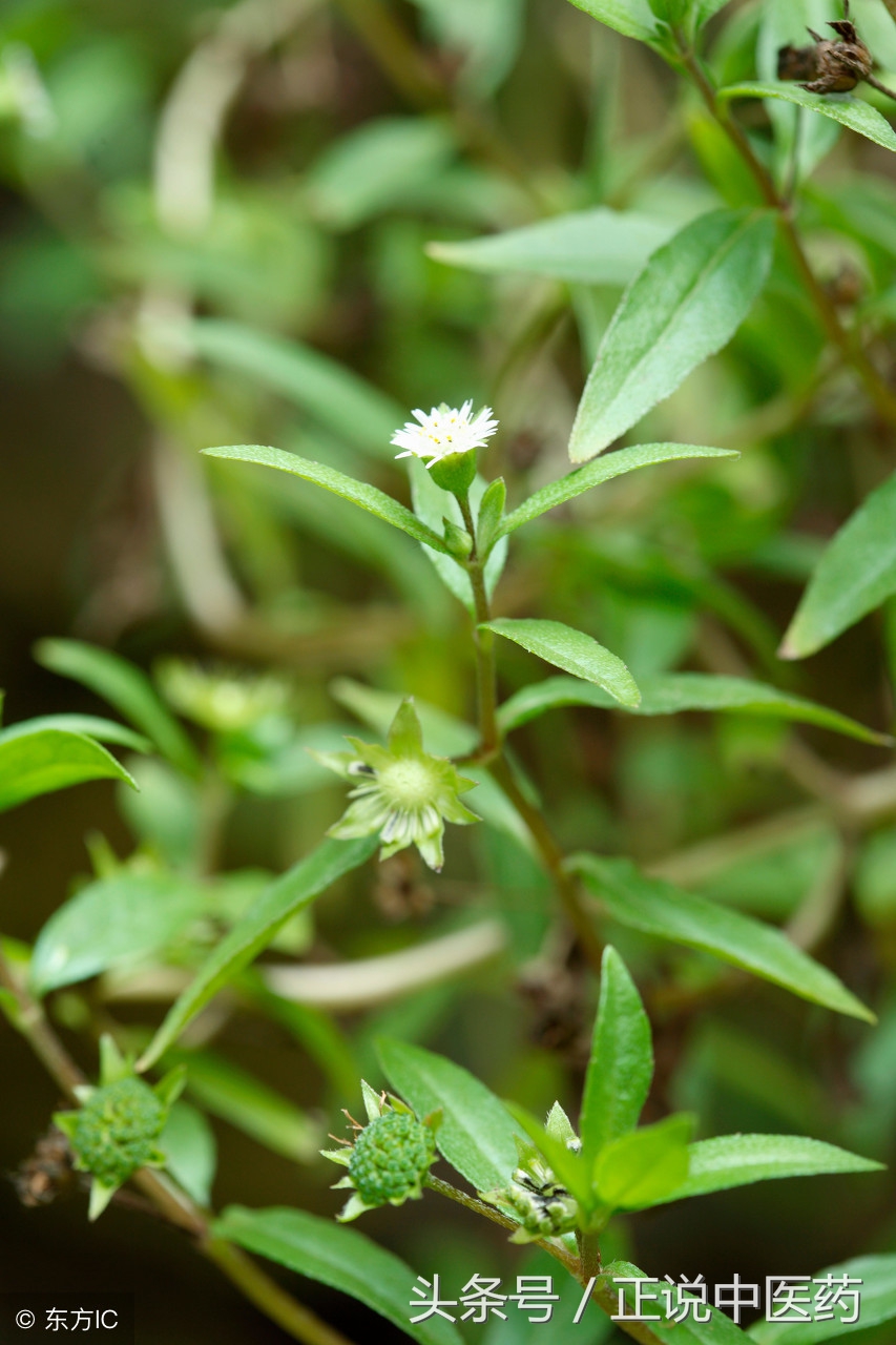 经典名方二至丸来历,中医分享黑发方剂二至丸