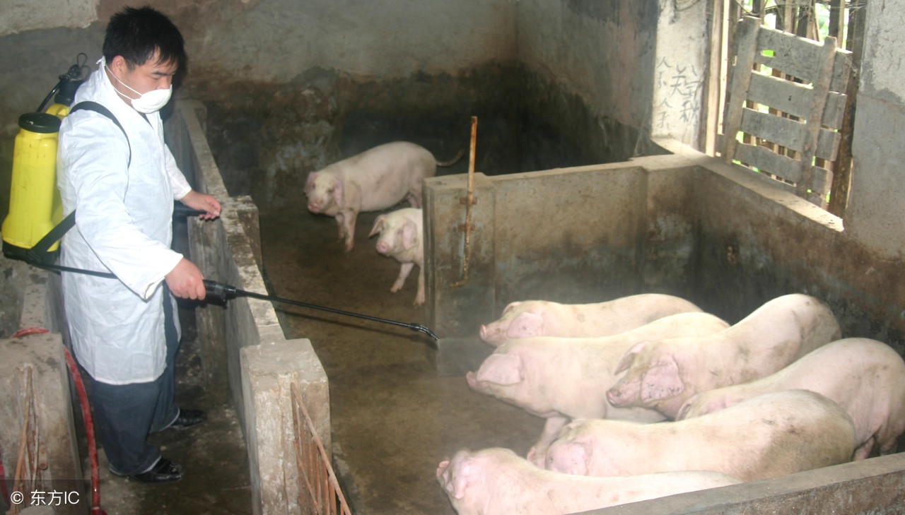 养猪得蓝耳病怎么办,蓝耳病怎么治养猪场