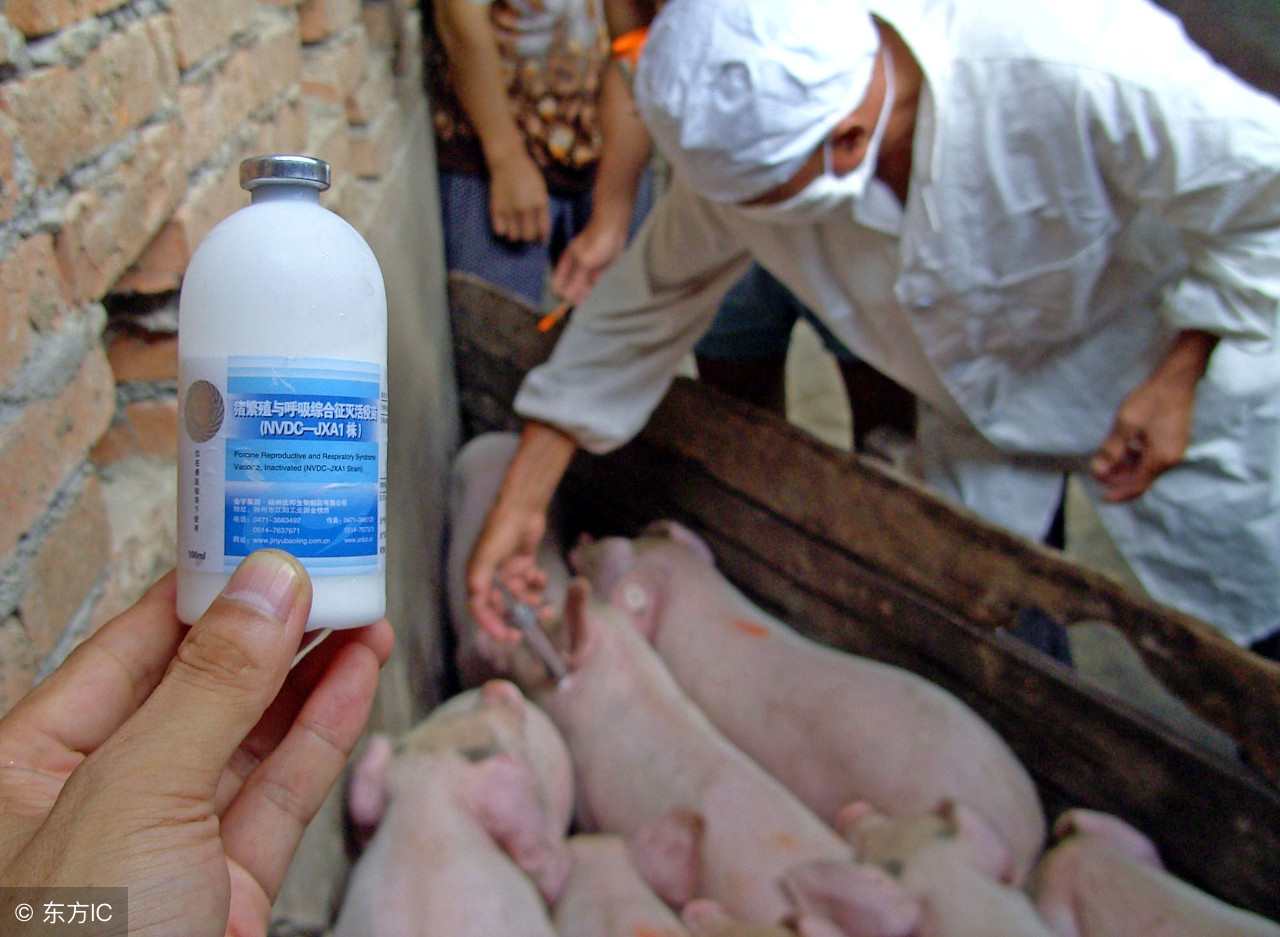 养猪得蓝耳病怎么办,蓝耳病怎么治养猪场