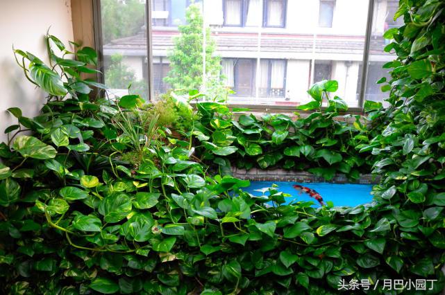 怎么用水养绿萝绿萝才长得快,家里养的绿萝不爆盆底部长满根