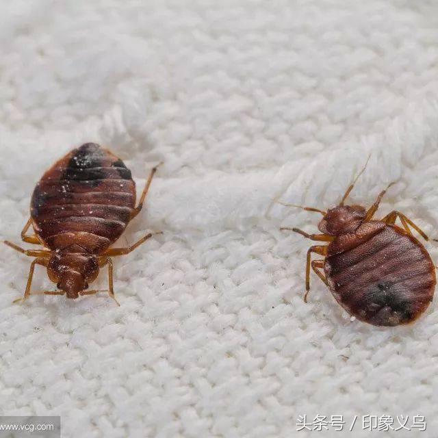 小孩被毒蜘蛛咬伤,小男孩被蜘蛛咬伤了