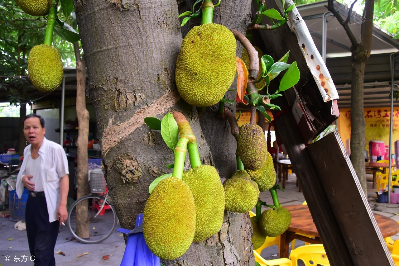 一整个树菠萝大概多少斤,最重不过30斤菠萝