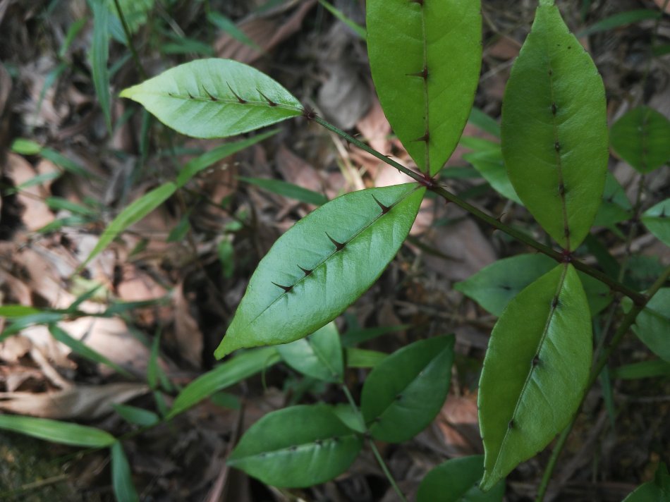 两面针怎么移栽比较容易存活,两面针移栽时间