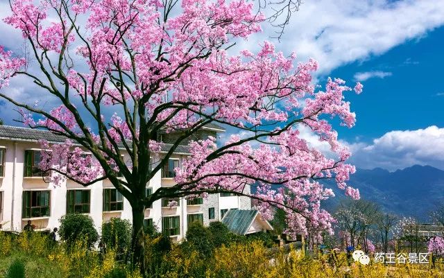 夏至来临，气温攀升，药王谷220两天一夜欢乐避暑体验！黑森林/森林花海/地心峡/水世界……