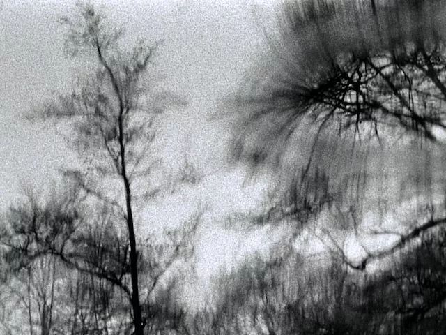 你看见穿过草地从雾中飘来的死气了吗｜罗伯特·瓦尔泽