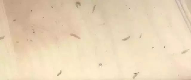 杨梅洗出虫子的视频,杨梅泡出大白虫子