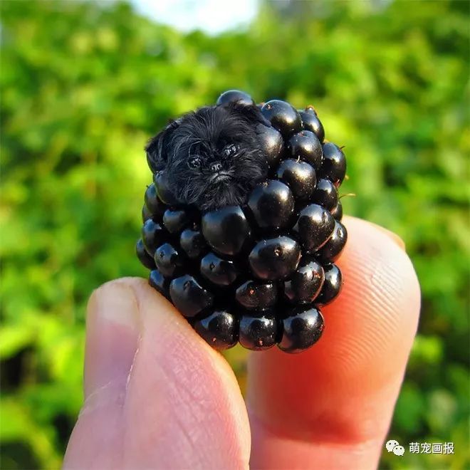 可以吃的汪星人：摄影师把狗狗和美食结合在在一起