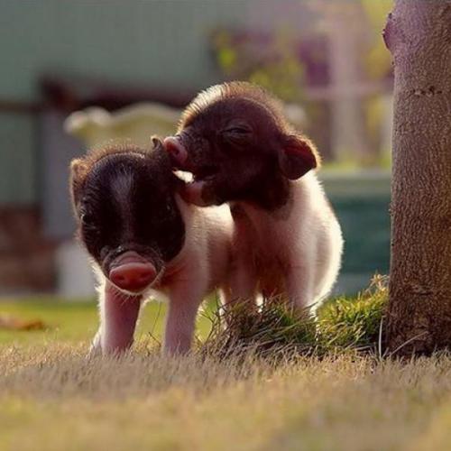 香猪好养吗,香猪养殖的益处