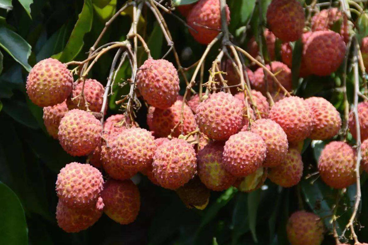 荔枝树被踩断,荔枝被踩坏