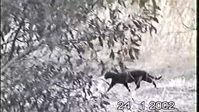 澳洲未解之谜，它又出现了！幽灵猫现，必有血案！