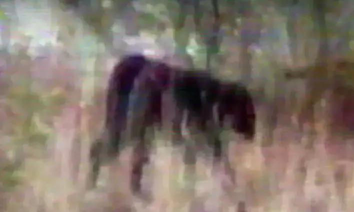 澳洲未解之谜，它又出现了！幽灵猫现，必有血案！