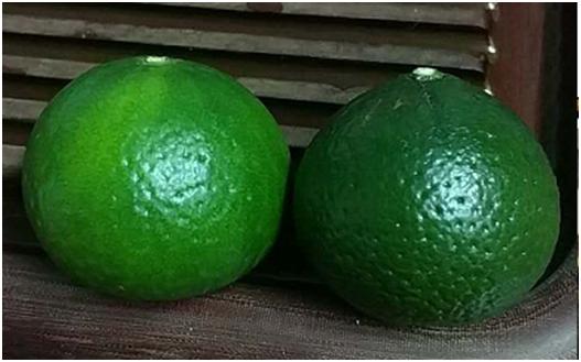 小青柑普洱茶如何辨别真假,小青柑普洱茶如何辨别