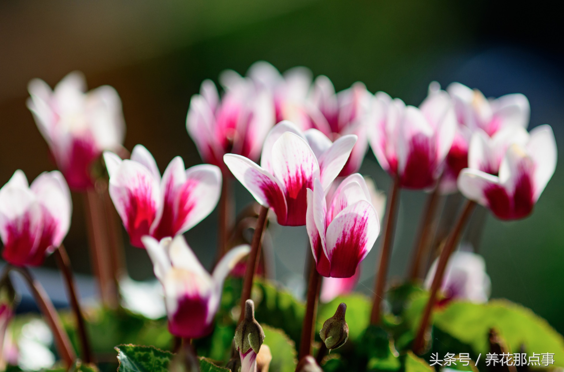 夏天室内花可以拿出去淋雨吗,夏天不能淋雨的十种花