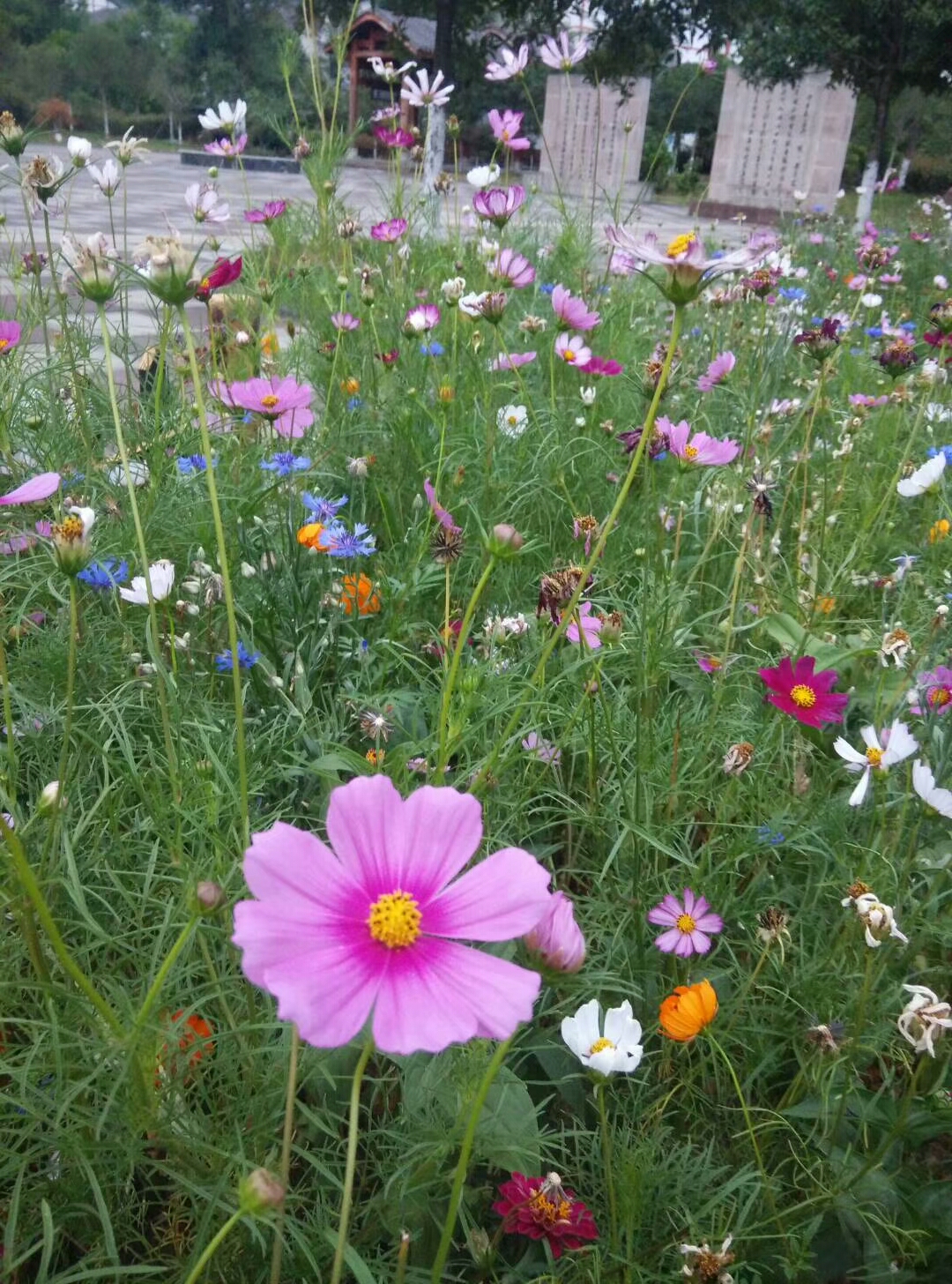 八年级语文大自然的语言教案反思,八下语文教学设计大自然的语言