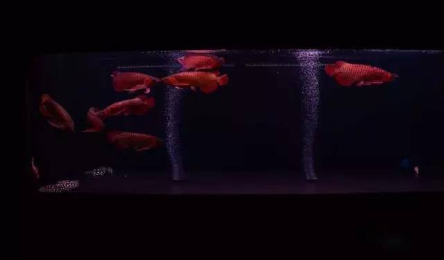 小型热带鱼的大致混养原则,新手热带鱼推荐混养