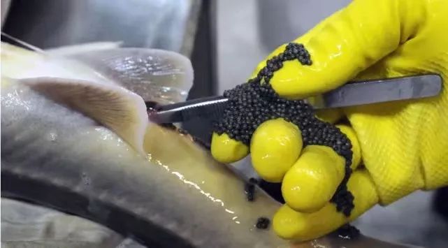 一勺中国的鱼子酱价值多少钱,顶级鱼子酱一口就要上千块