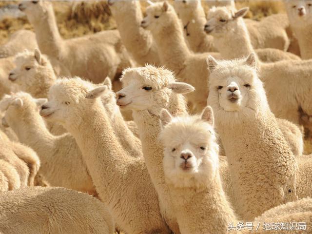 阿根廷是如何立国的,阿根廷如何从发达走向落后