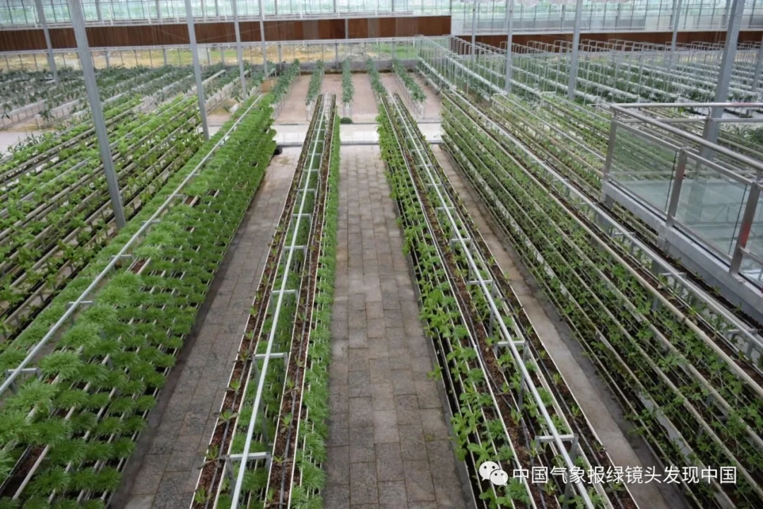 靠这些奇特“果果”也能致富？科技扶贫如有神助！