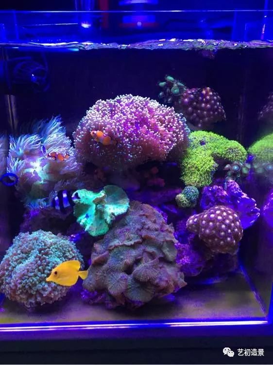 海缸方缸最合适的尺寸,超大海缸开缸教程新手入门