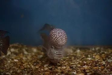 闆岄泟楸肩殑姝ｇ‘閰嶅鏂规硶,绉嶉奔濡備綍閰嶅