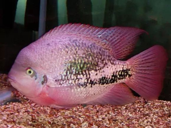 闆岄泟楸肩殑姝ｇ‘閰嶅鏂规硶,绉嶉奔濡備綍閰嶅