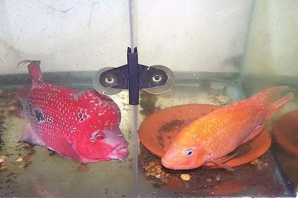 闆岄泟楸肩殑姝ｇ‘閰嶅鏂规硶,绉嶉奔濡備綍閰嶅