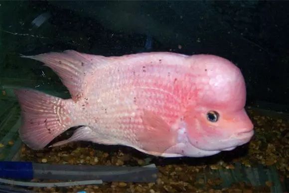 闆岄泟楸肩殑姝ｇ‘閰嶅鏂规硶,绉嶉奔濡備綍閰嶅