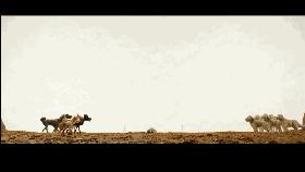 爱狗人士看的电影,爱狗人士必看的6部温情日本电影