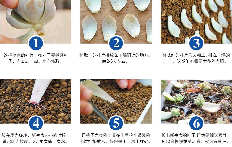 多肉蛛丝卷绢的养护方法视频,多肉蛛丝卷绢怎么扦插