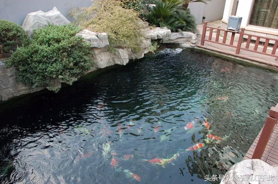 锦鲤应激了该怎么救,锦鲤濒死怎么抢救