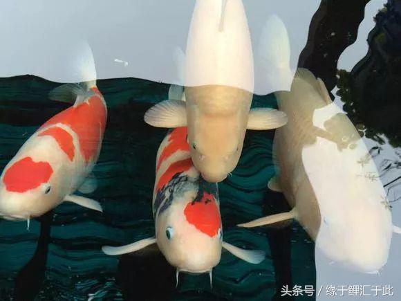 锦鲤应激了该怎么救,锦鲤濒死怎么抢救