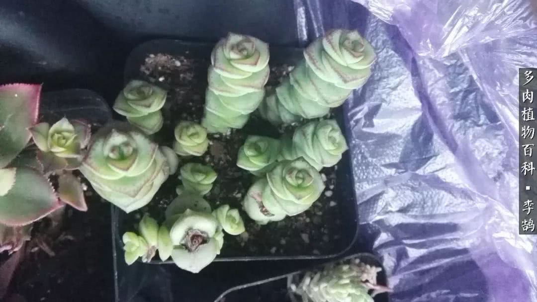 10种养不死的多肉新手的首选,露养多肉的100种方法