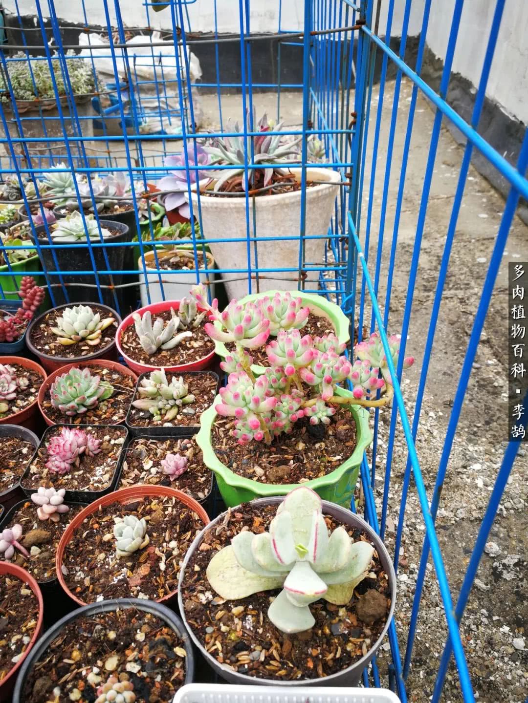 10种养不死的多肉新手的首选,露养多肉的100种方法