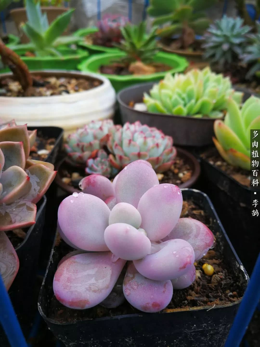 10种养不死的多肉新手的首选,露养多肉的100种方法